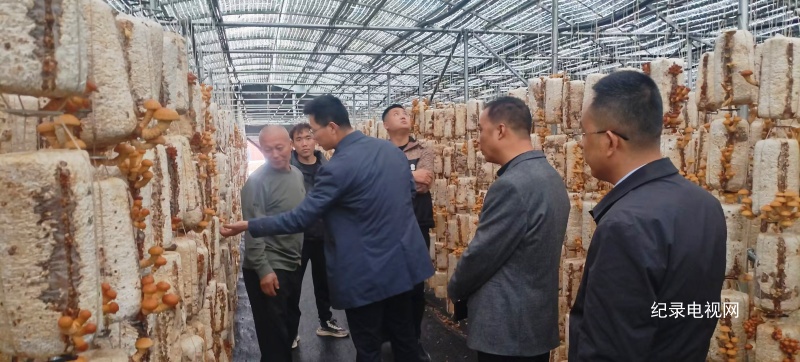 黄文庭和他的食用菌结下的不解“情缘”