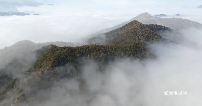 【视频】两当崖头惊现云海奇观