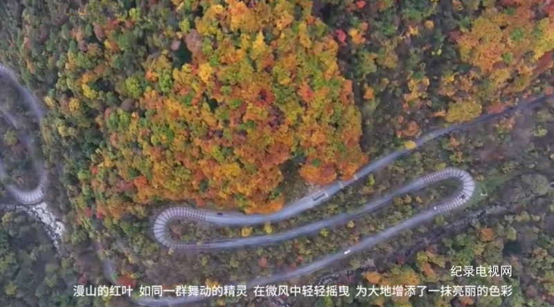 【视频】秦岭之秋满山红叶五彩斑斓