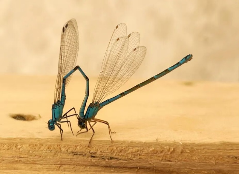 《爱的协奏曲》 吴开春（张掖）（长焦与微距类 - 评委推荐作品）_副本.jpg