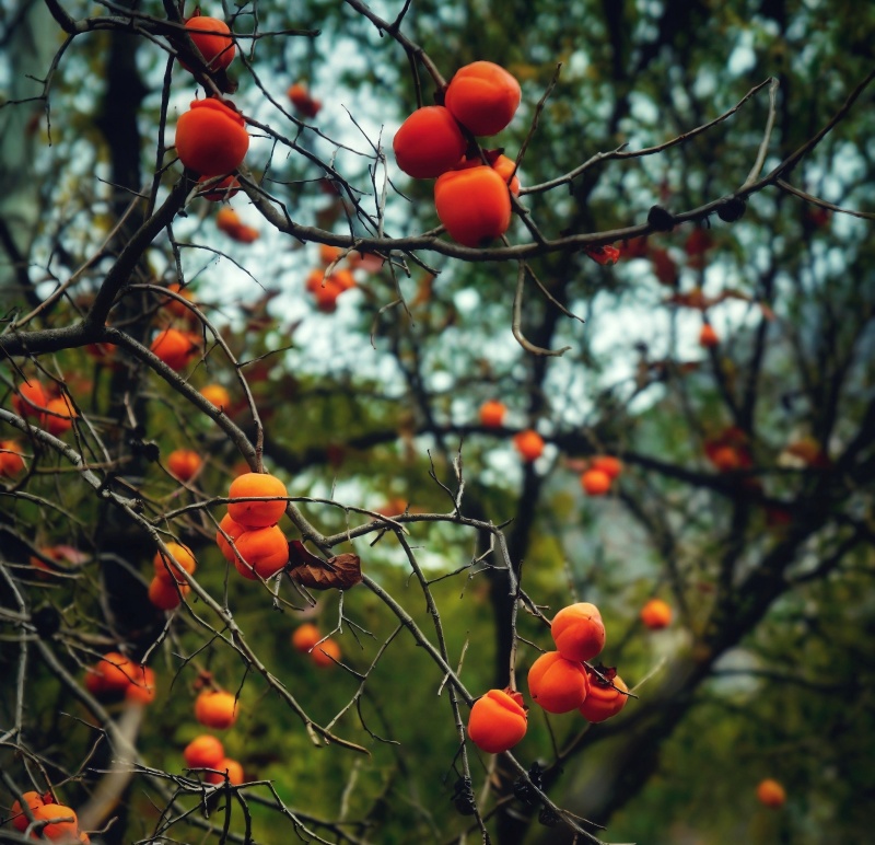 深秋时节礼县龙林镇的柿子红了