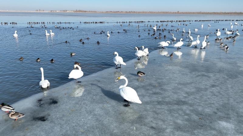 “候鸟归”湿地绘就越冬美景