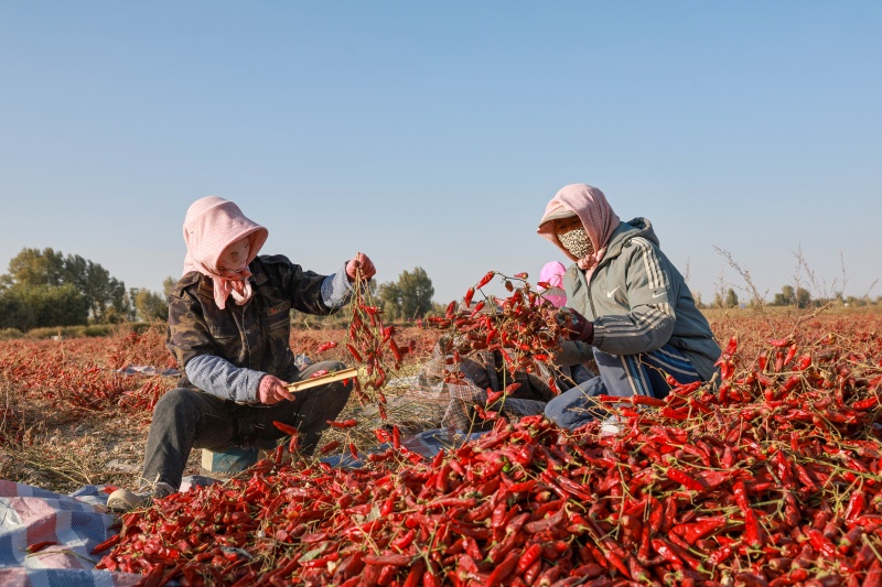甘肃金塔县红红小辣椒 致富大产业