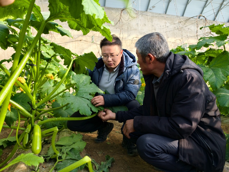农技人员上门服务 科学种植情暖温室大棚