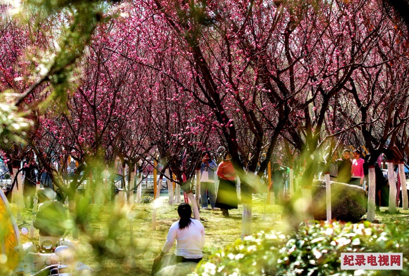 春日烂漫 礼县新城公园迎来了最佳赏花季