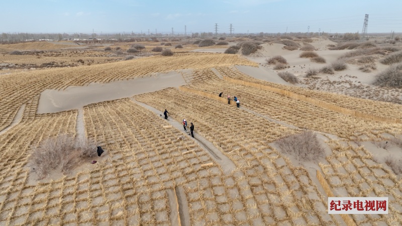 守护绿色家园 铺设高立式沙障筑牢生态防线