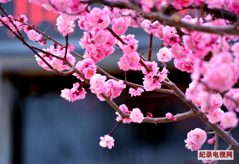 DSC_1307_副本2.jpg