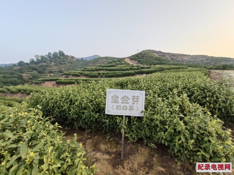 茶香引才 相约靖安 第五届靖安白茶品牌推广活动成功举办