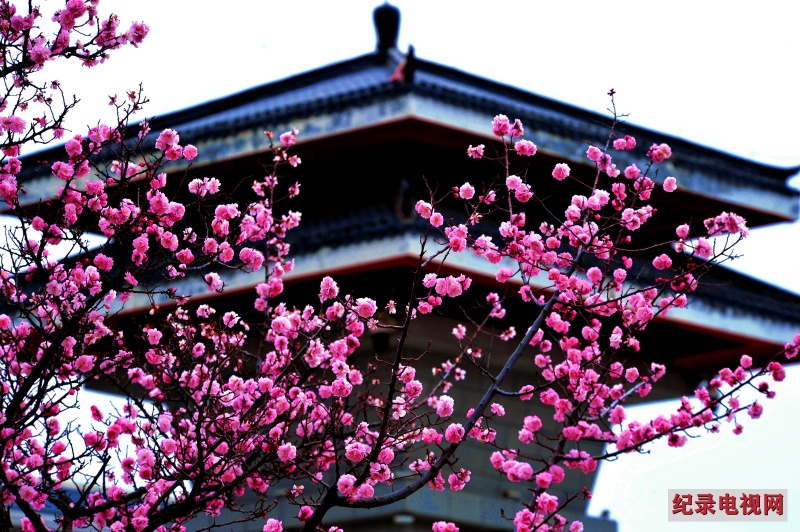 春天里 寻觅礼县西汉水畔梅花艳