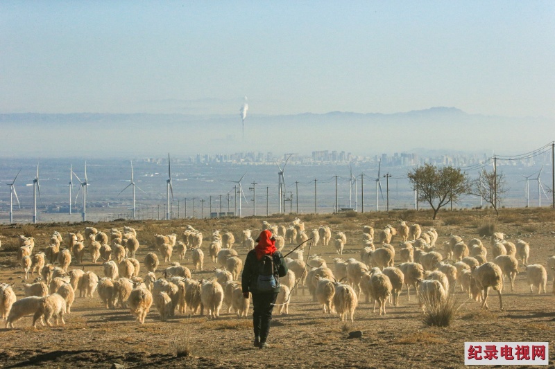 11.牧羊人远眺快速发展的景泰县城。_副本2.jpg