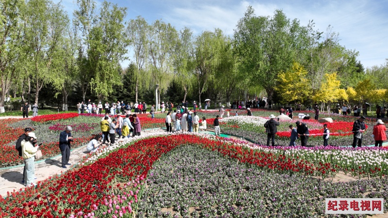 嘉峪关东湖生态旅游景区郁金香花开引游客