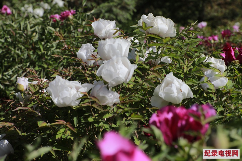 芙蓉苑公园牡丹花开惹人醉