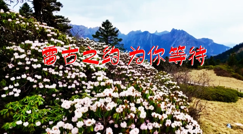 【视频】宕昌县官鹅沟杜鹃花绽放