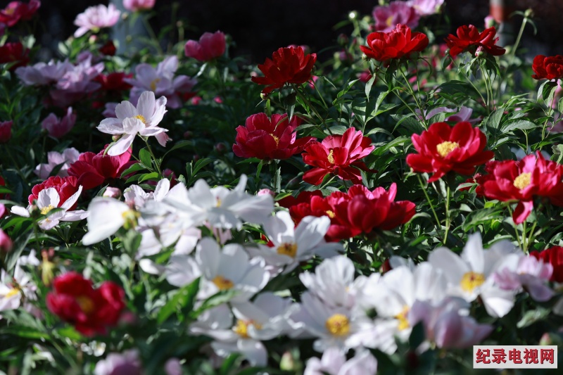 芙蓉苑公园芍药花开惹人醉