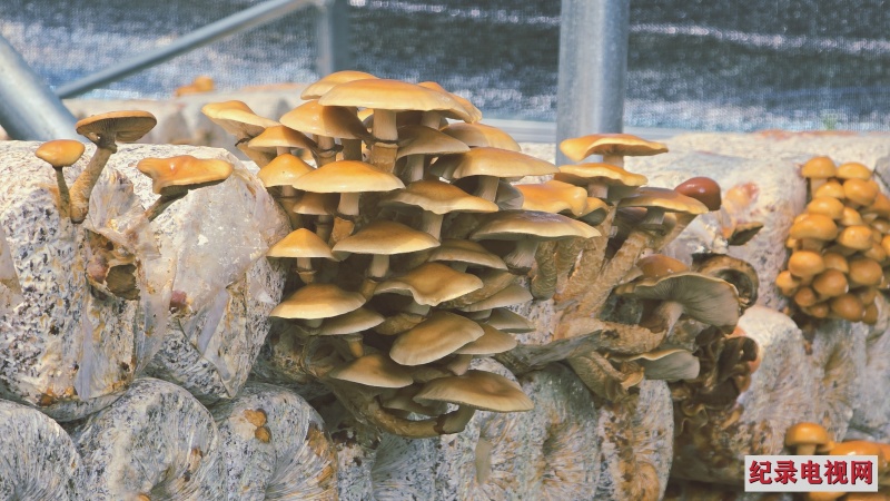 卓尼县纳朵朵生态农业公司 带领群众走上致富路