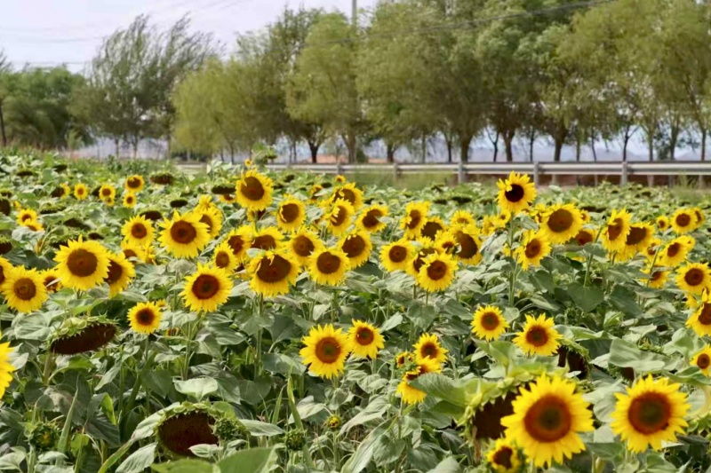 8_副本.jpg 8_副本.jpg