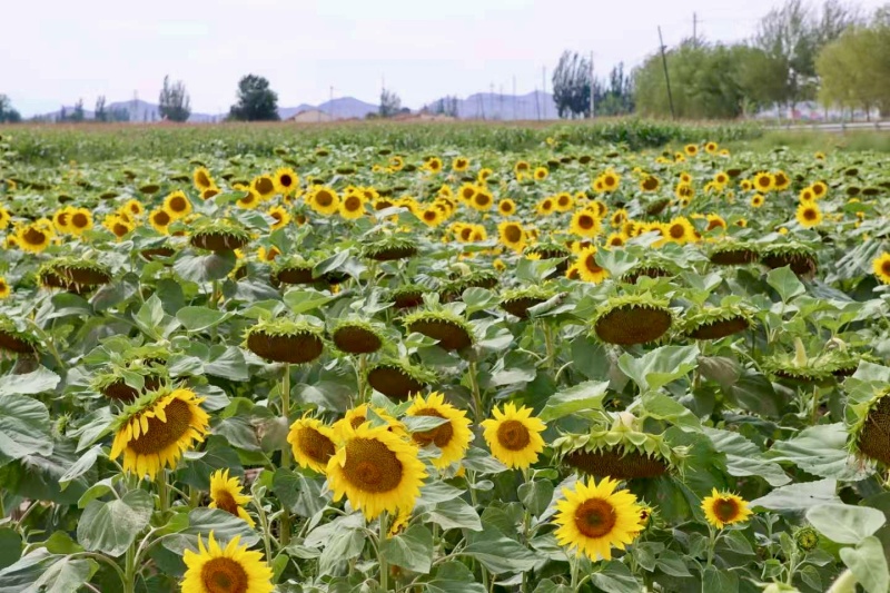 ​寸草不生盐碱地“变”绿色诱人菜园子——兰州大学绿色材料研发中心盐碱地治理见闻