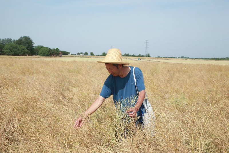 黄土高原育种人罗盘（组照）图7  罗盘在田间调查油菜成熟情况_副本.jpg