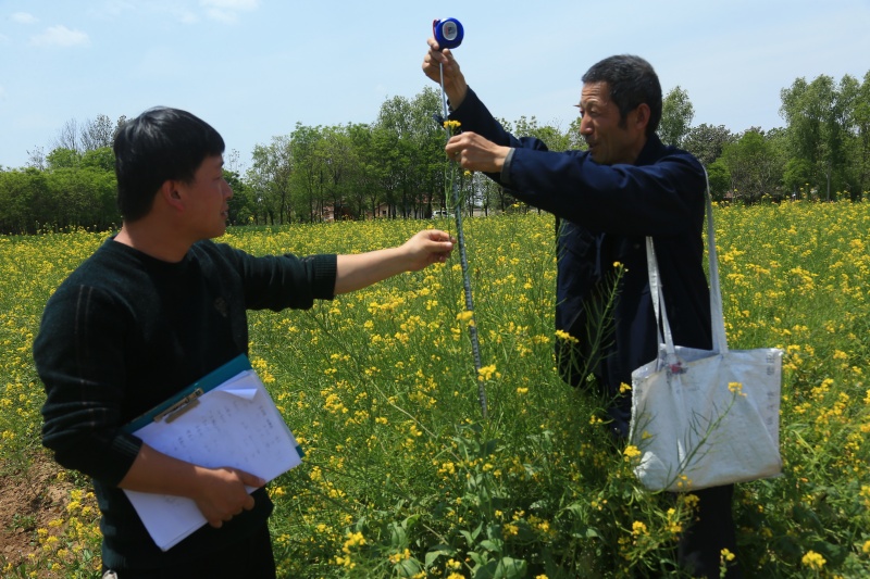 黄土高原育种人罗盘（组照）图6  罗盘（右一）在田间调查油菜长势_副本.jpg