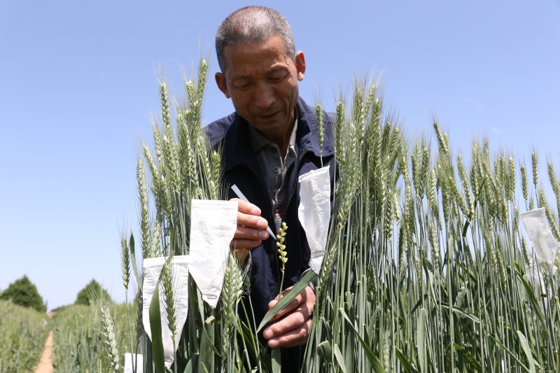 黄土高原育种人罗盘（组照）图1  罗盘人工给小麦授粉_副本.jpg