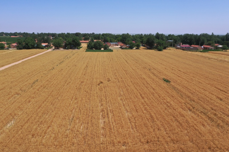 黄土高原育种人罗盘（组照）图3  罗盘培育的宁麦系列小麦长势_副本.jpg