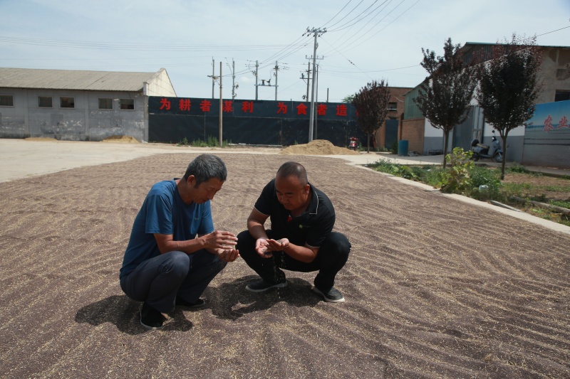 黄土高原育种人罗盘（组照）图8  罗盘（左一）培育的冬油系列油菜喜获丰收_副本.jpg