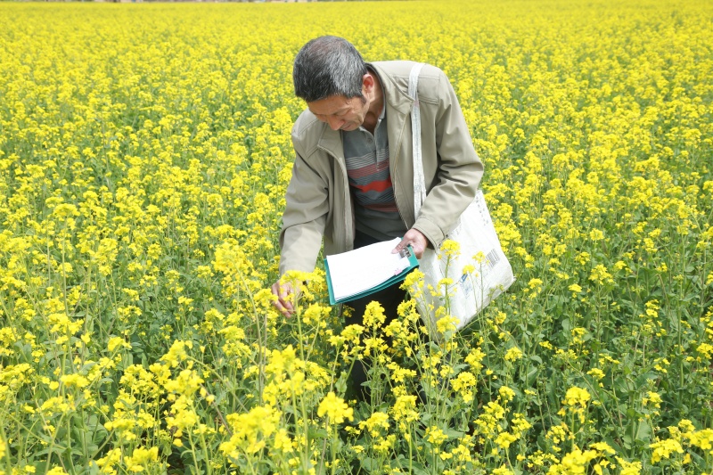 黄土高原育种人罗盘（组照）图5  罗盘在田间调查油菜开花情况_副本.jpg