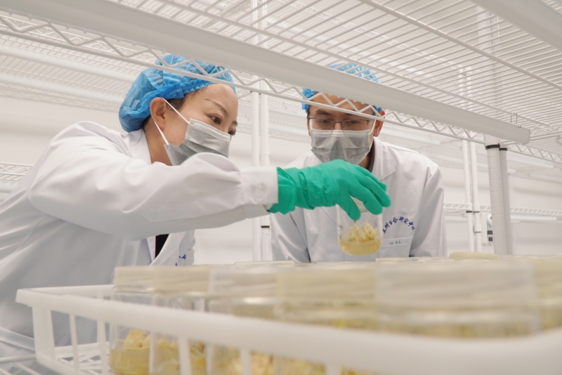 兰州市七里河区中国农业科学院蔬菜花卉研究所兰州百合研究中心成立