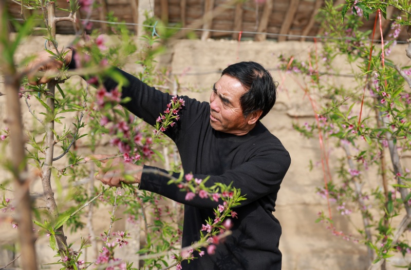 种植户正忙着细心梳理桃枝 (1)_副本.jpg