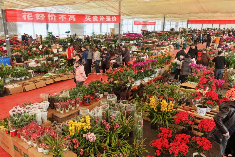 春节临近 西固区​四季青社区花展增加兰州人春节的“年味”