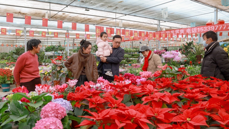 春节临近 酒泉五彩缤纷的鲜花俏销