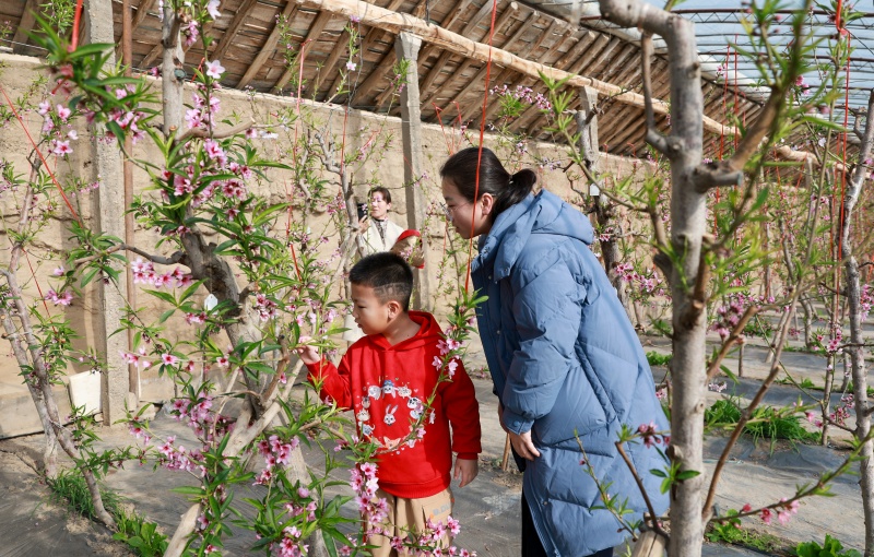 甘肃金塔温室桃花绽春意 农旅融合引客来