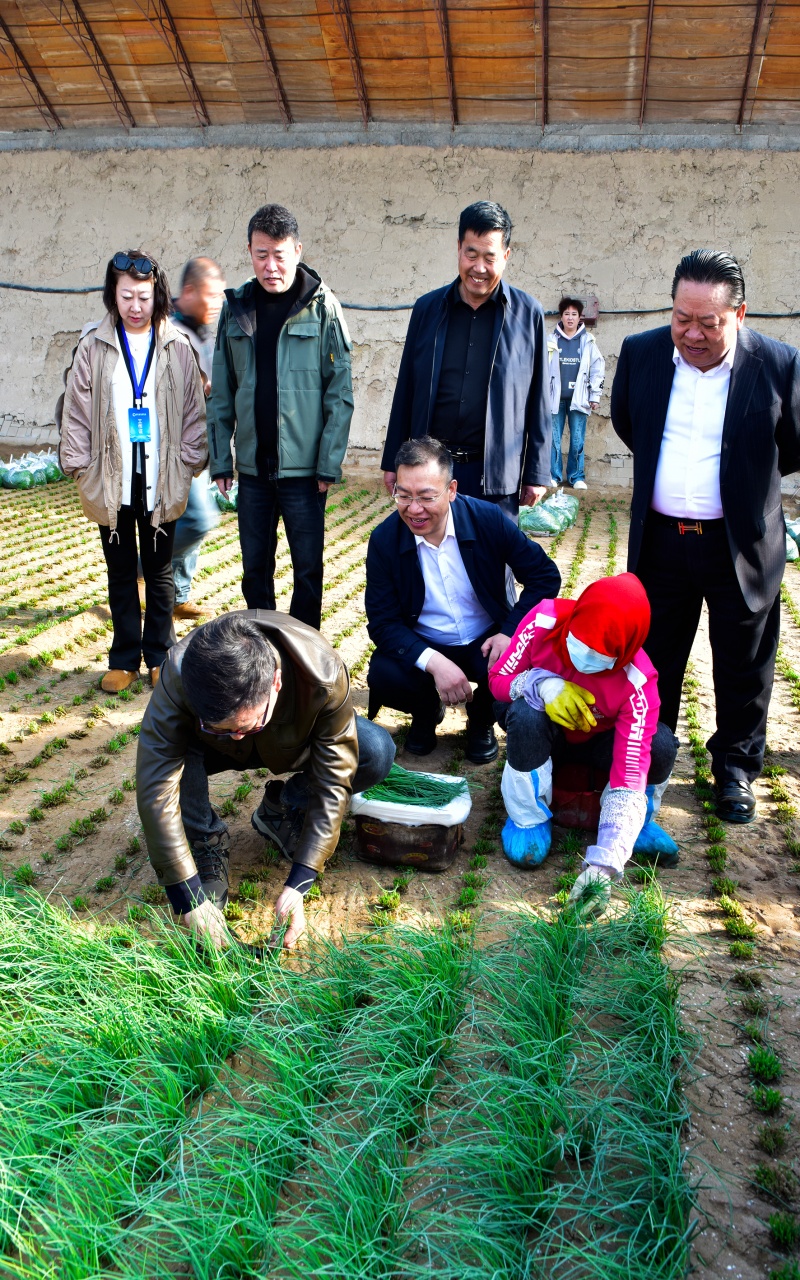 朱军在大坝沙葱基地-李军摄 (7)_副本.jpg