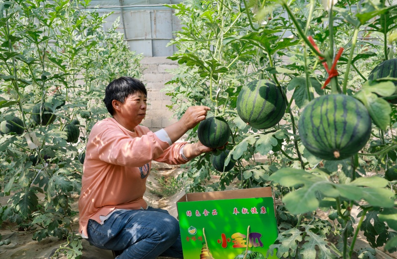 金塔小金瓜迎来丰收季 甜蜜上市助农增收
