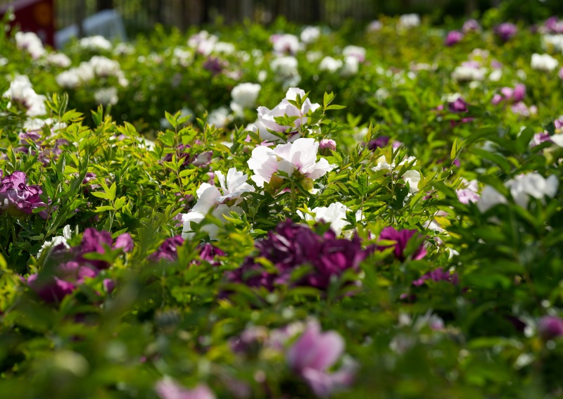 DSC08799_副本.jpg