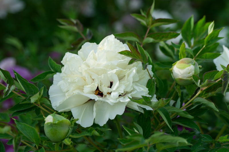 金塔县芙蓉苑公园牡丹花开艳 芬芳醉游人