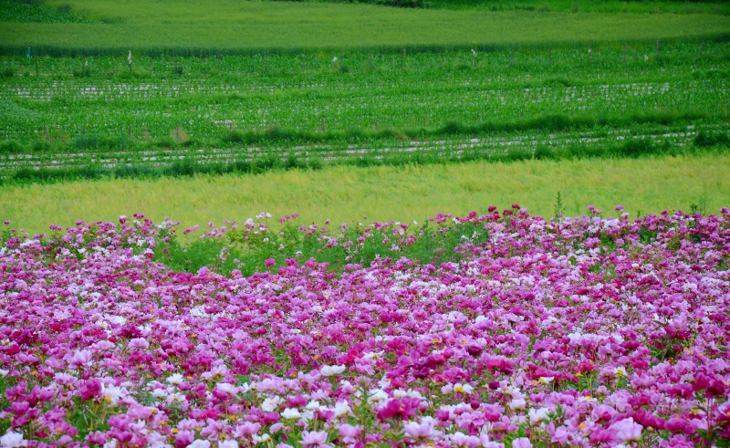六月的礼县上坪 芍药花醉山野